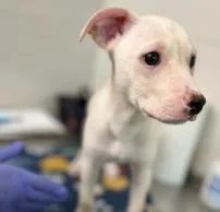 A baby small-sized male Mixed Breed dog named Alfred for adoption in West Chester, PA