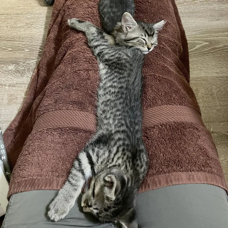 A baby small-sized female Brown / Chocolate Domestic Short Hair cat named A Carli for adoption in Pleasant Hill, CA