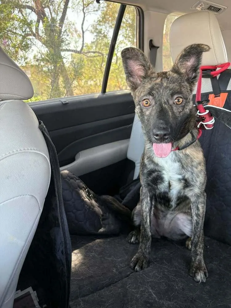 A baby small-sized female Dutch Shepherd dog named Inertia Located In for adoption in Imlay City, MI