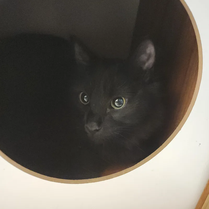 A baby medium-sized male Domestic Medium Hair cat named Yeller for adoption in Midvale, UT