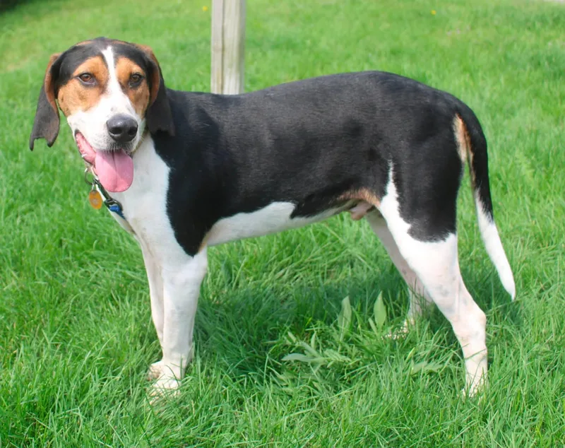 An adult large-sized male Treeing Walker Coonhound dog named Whiskey for adoption in Stuarts Draft, VA