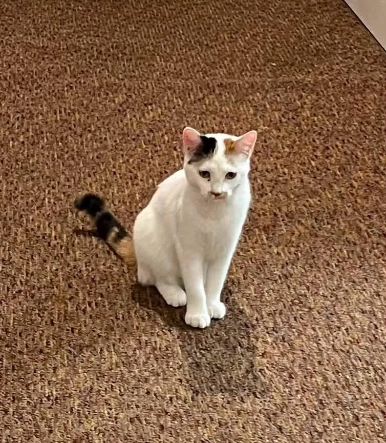 An adult medium-sized female Domestic Short Hair cat named Frito for adoption in Davenport, IA