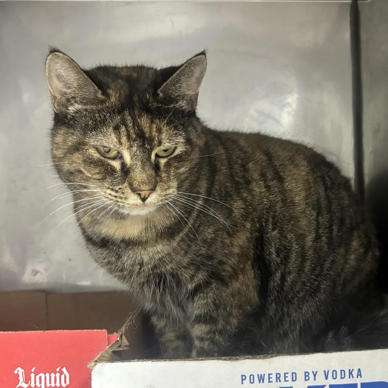 An adult medium-sized female Torbie Domestic Short Hair cat named Charlotte for adoption in North Haven, CT