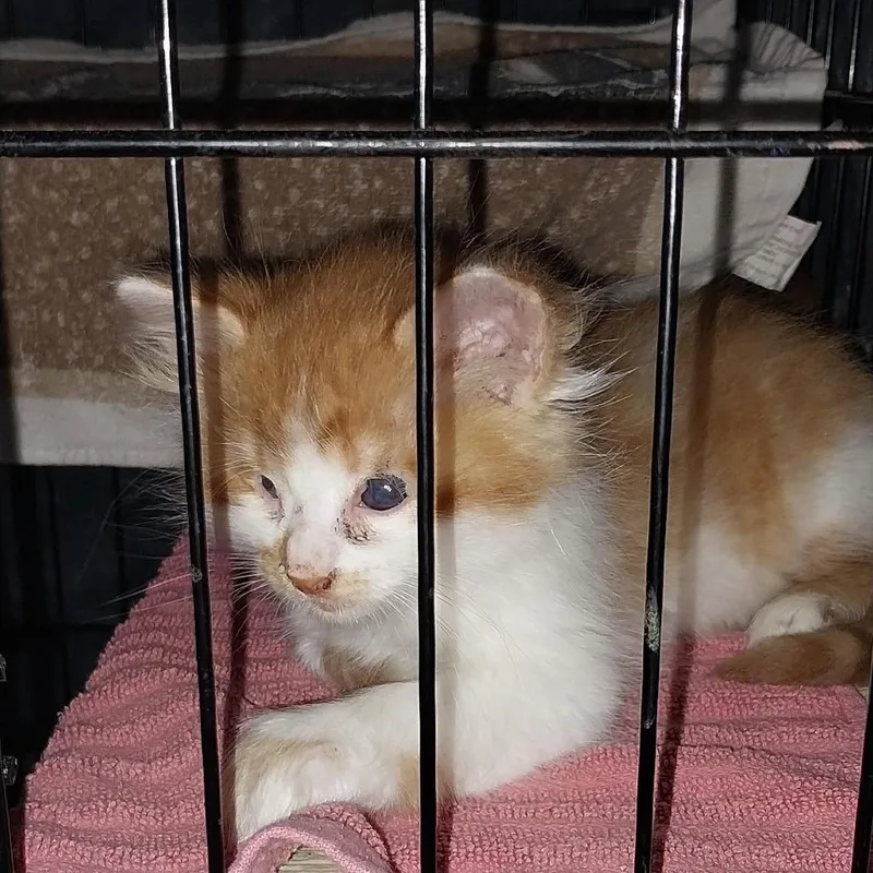 A baby small-sized male Orange / Red Domestic Long Hair cat named Floof for adoption in Nampa, ID