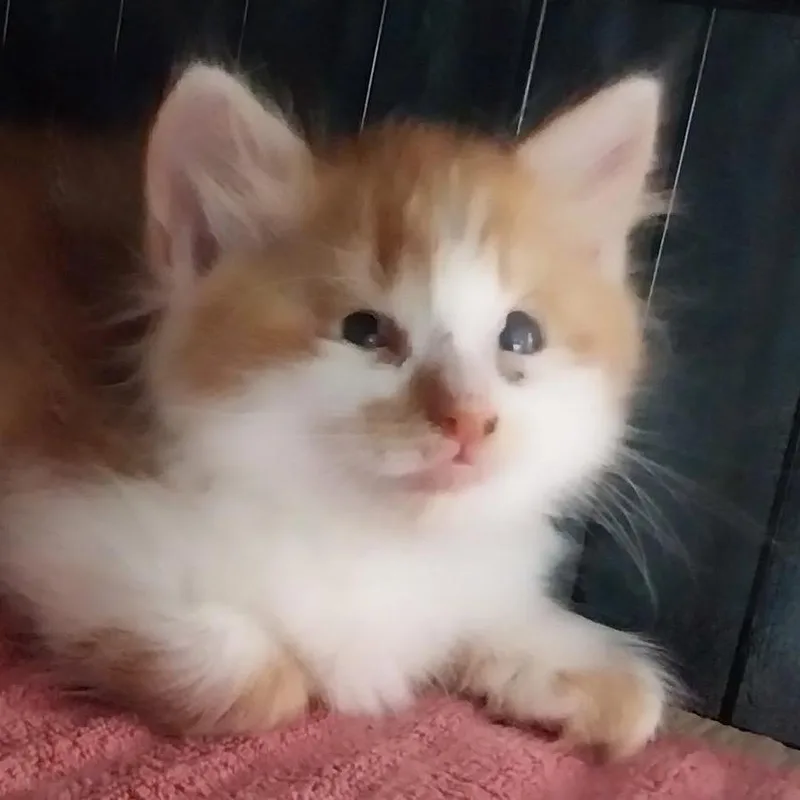 Floof thumbnail 2