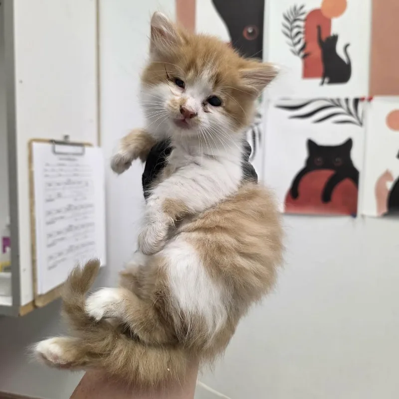 Floof thumbnail 3