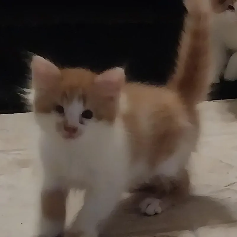 Floof thumbnail 5