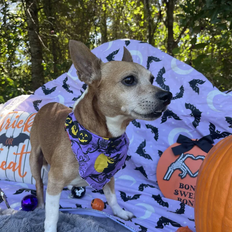 An adult small-sized male Chiweenie dog named Chauncey for adoption in Sebring, FL
