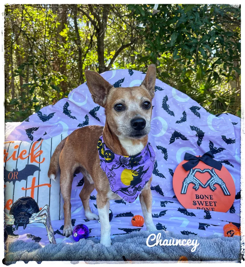 Chauncey thumbnail 5