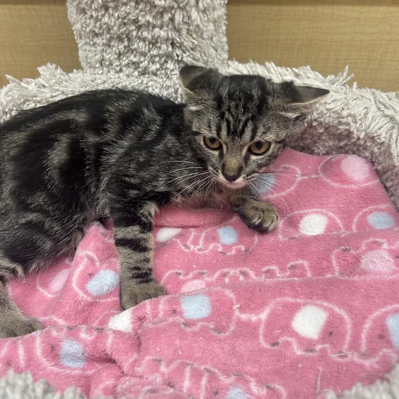 A baby small-sized female Brown / Chocolate Domestic Short Hair cat named Deby for adoption in Hemet, CA