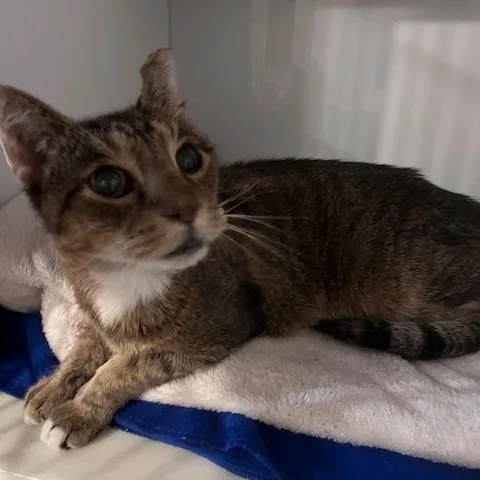A senior medium-sized male Brown / Chocolate Domestic Short Hair cat named Oliver for adoption in St. Louis, MO