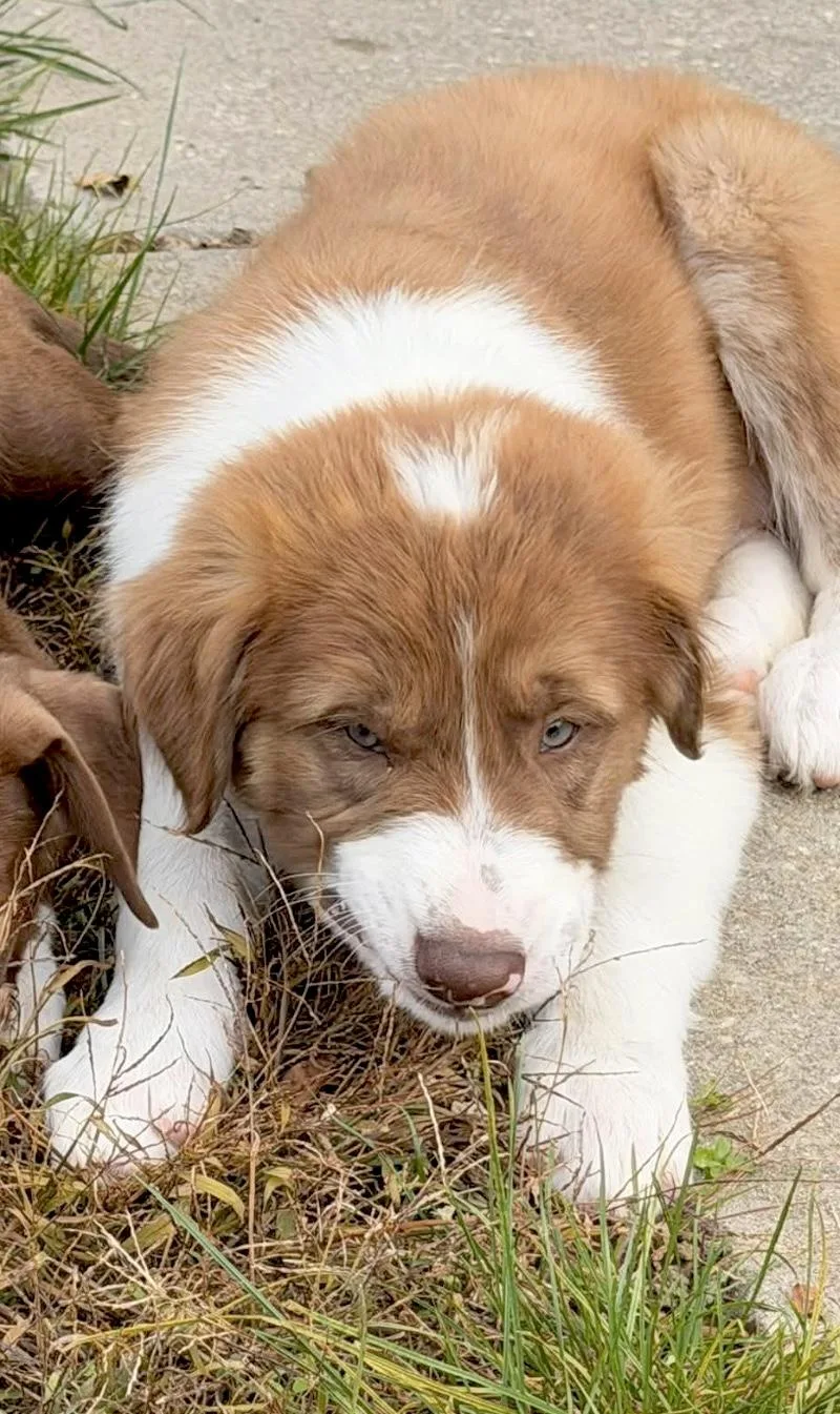 A baby large-sized male Australian Shepherd dog named Jack for adoption in Huntingtown, MD