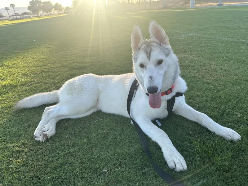 A young medium-sized female Siberian Husky dog named Lola for adoption in San Rafael, CA