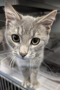 A baby medium-sized male Gray / Blue / Silver Domestic Short Hair cat named Alfie for adoption in Herndon, VA