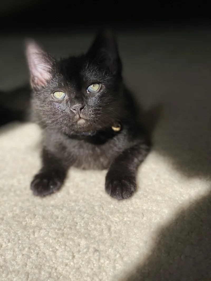A baby small-sized male Domestic Short Hair cat named Timpani for adoption in Bethel Park, PA