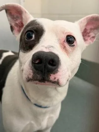 An adult medium-sized male Mixed Breed dog named Licorice for adoption in Fairfax, VA