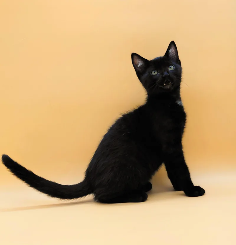 A baby medium-sized male Black Domestic Short Hair cat named Maurice for adoption in Springfield, MO