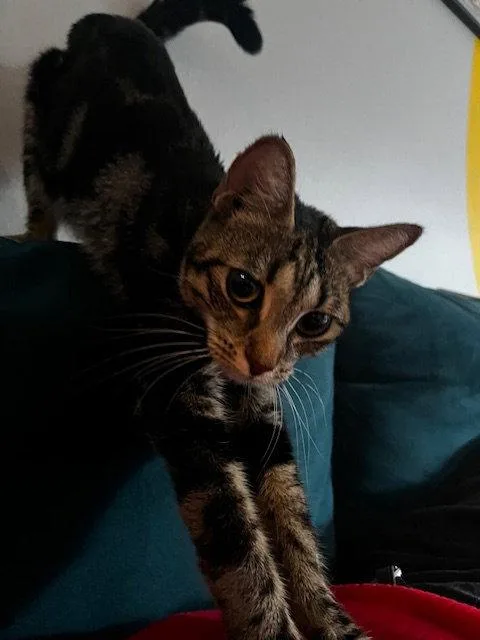 A young medium-sized female Domestic Short Hair cat named Sabrina for adoption in Orlando, FL