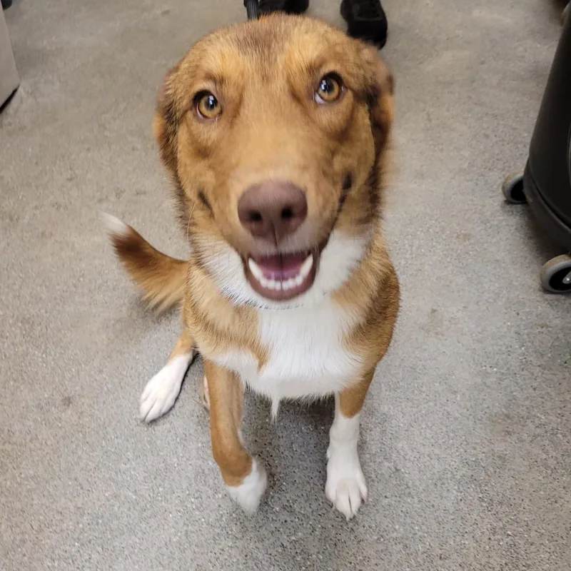 Dolly