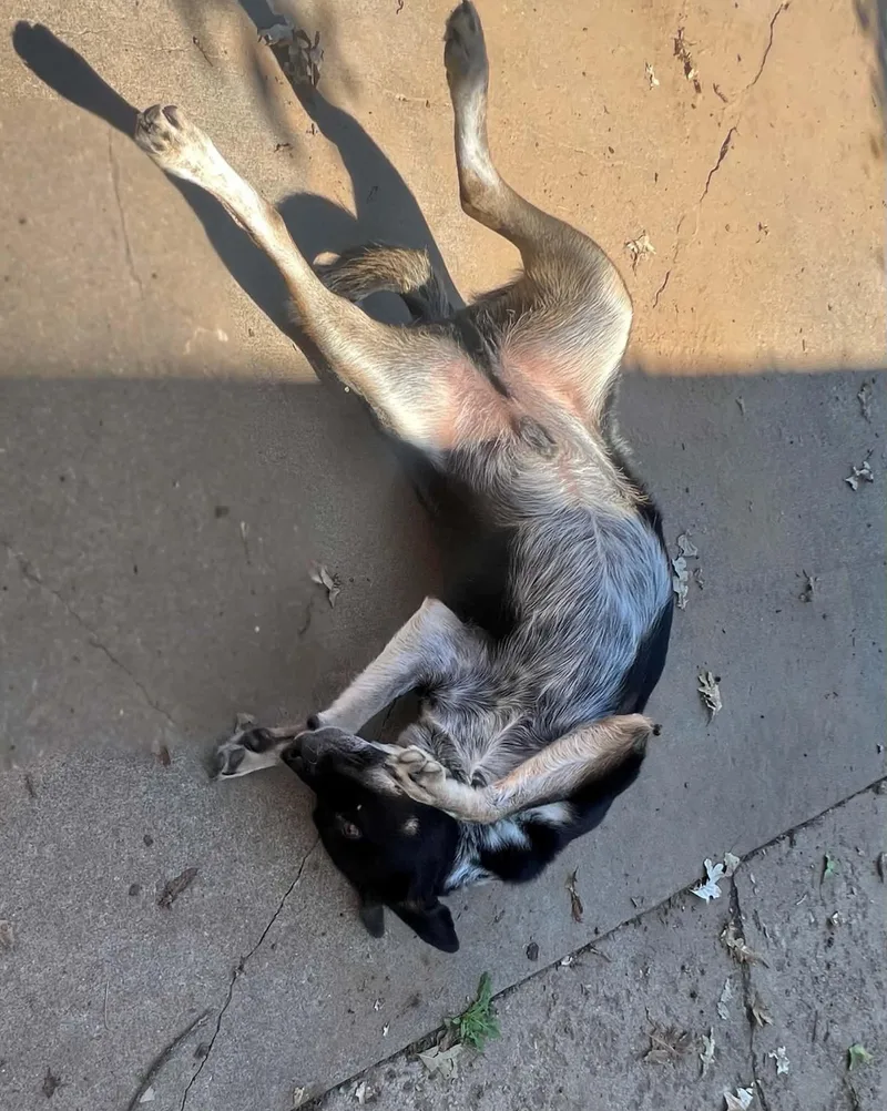 A young medium-sized male Border Collie dog named Sixx for adoption in Coarsegold, CA