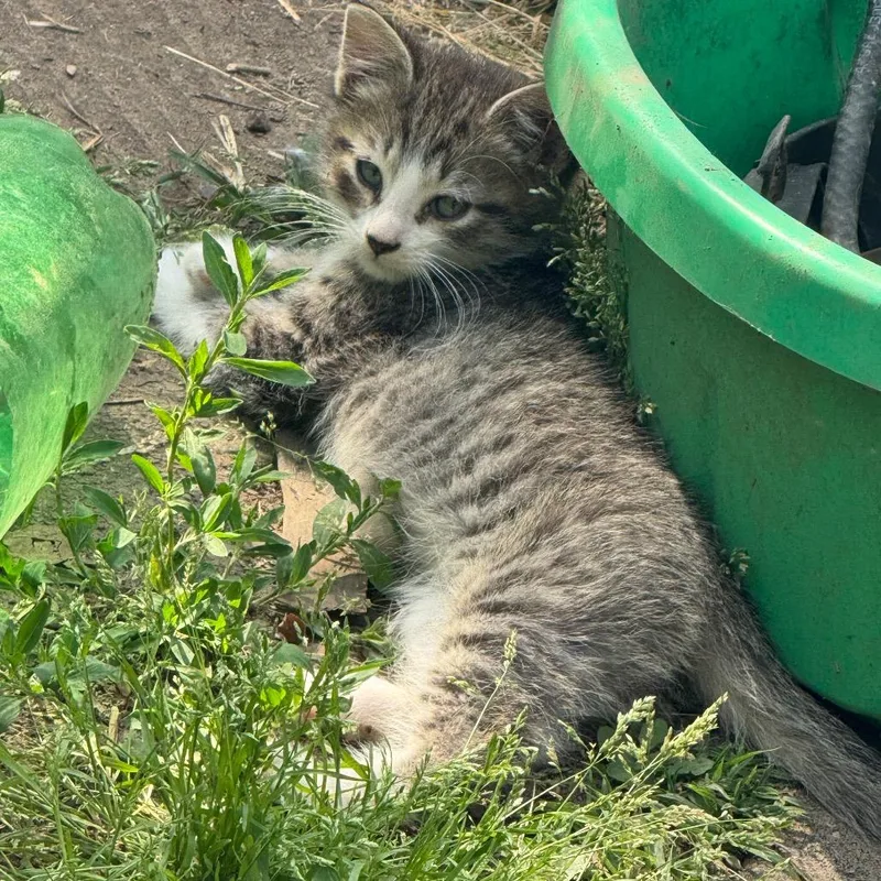 A baby small-sized male Gray / Blue / Silver Domestic Short Hair cat named Habanero for adoption in West Plains, MO