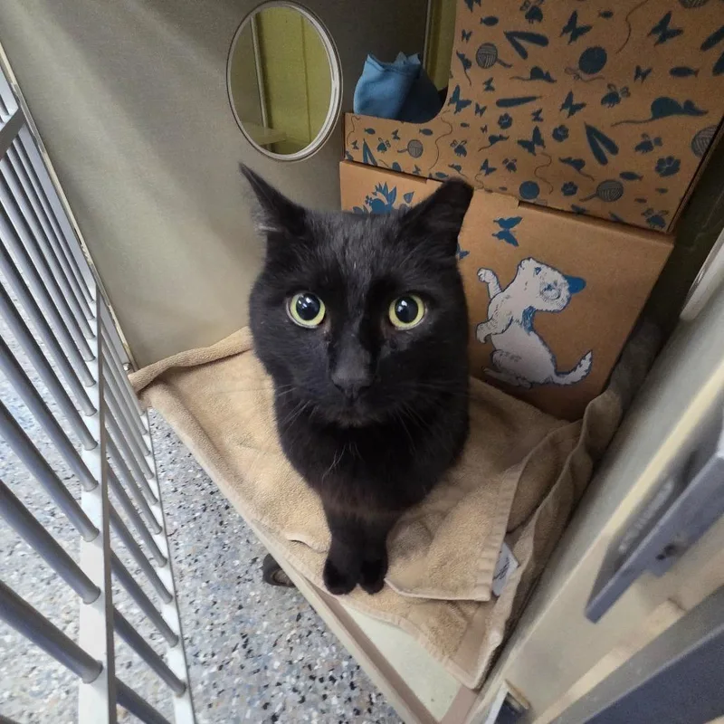 An adult medium-sized male Black Domestic Short Hair cat named Stu Macher for adoption in West Olive, MI