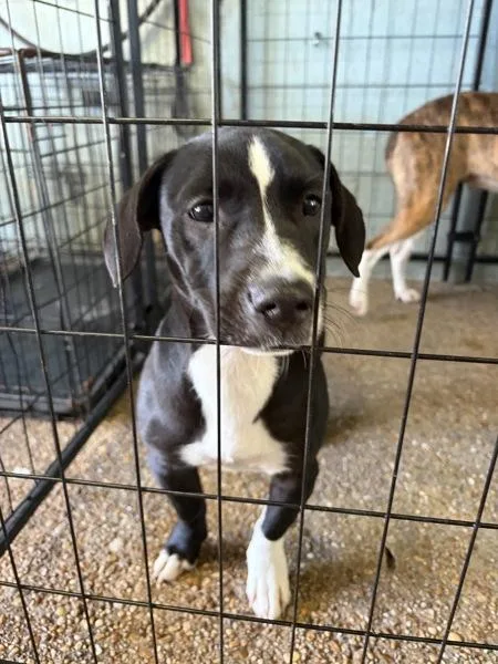 A young small-sized female Basset Hound dog named Bandit for adoption in Mobile, AL