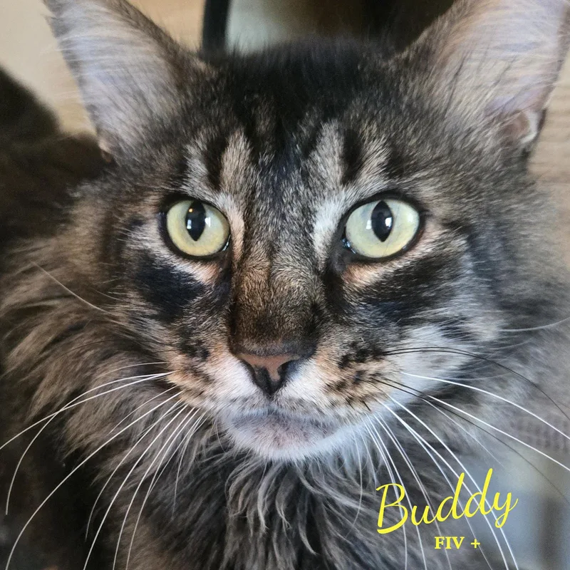 Buddy bondedtoPina thumbnail 2