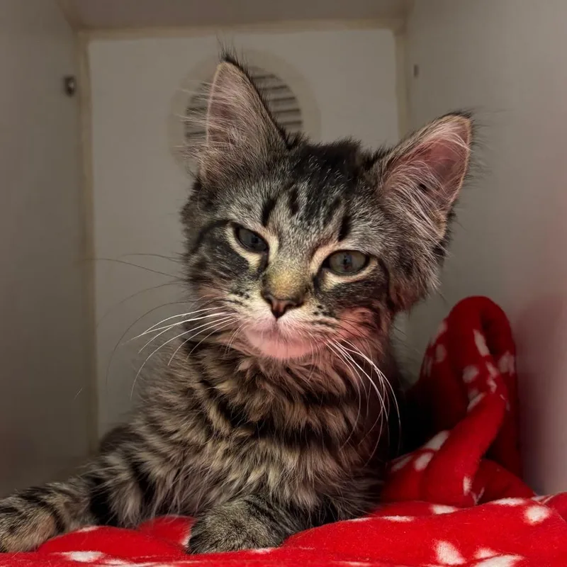 A baby small-sized female Brown / Chocolate Domestic Medium Hair cat named Salsa for adoption in Naperville, IL