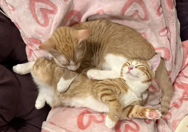 A baby medium-sized female Tabby (Orange / Red) Domestic Short Hair cat named April for adoption in Colonia, NJ