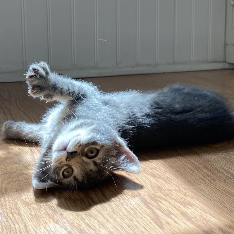 A baby small-sized male Gray / Blue / Silver Domestic Short Hair cat named Pooh FFld Petco Grey for adoption in Westport, CT