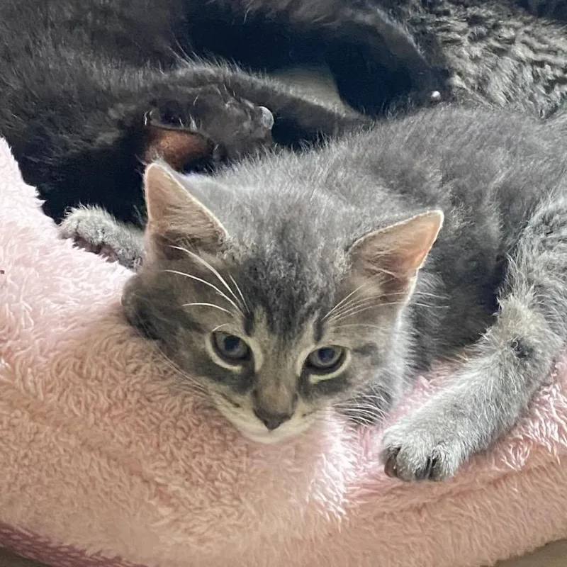 Pooh FFld Petco Grey thumbnail 2