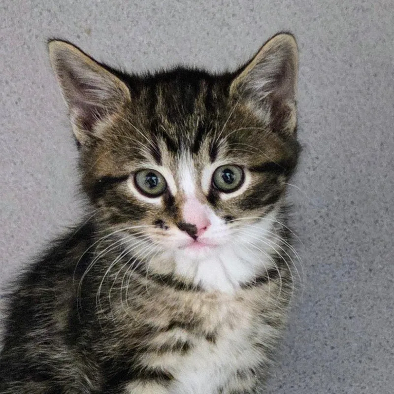 A baby small-sized male Brown / Chocolate Domestic Short Hair cat named Baby Ray for adoption in Sheridan, WY