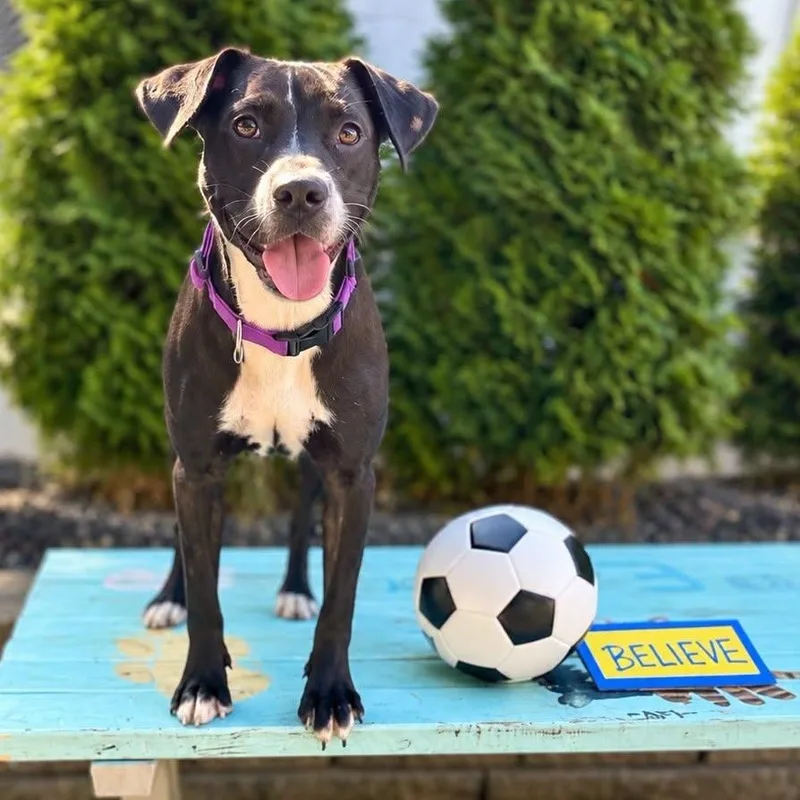A young medium-sized female Black Mixed Breed dog named Mae Green for adoption in Cranston, RI