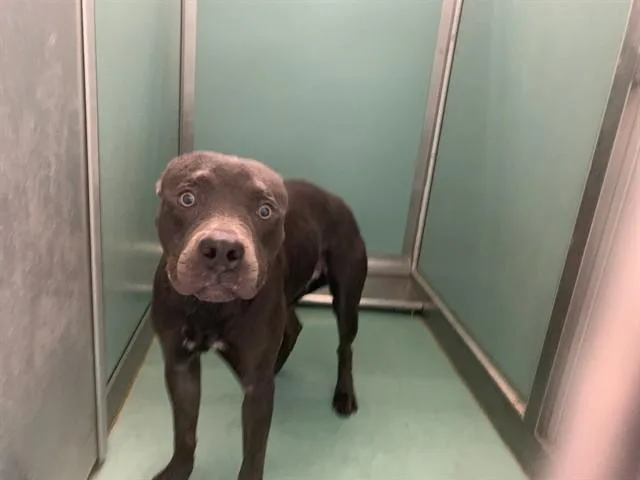 A young medium-sized male Pit Bull Terrier dog named A for adoption in Moreno Valley, CA