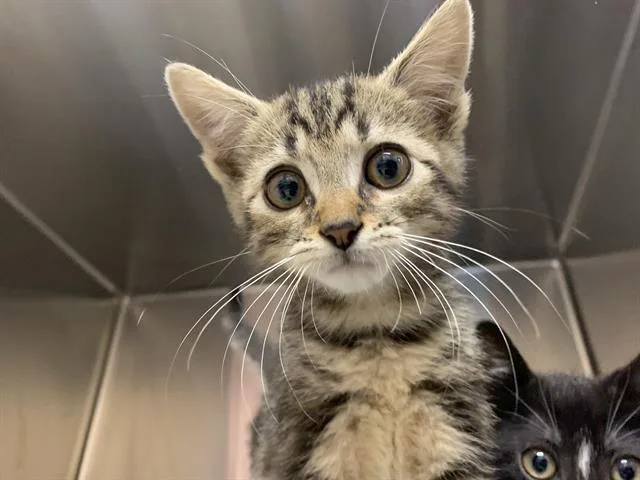A baby small-sized male Domestic Short Hair cat named G.i Joe for adoption in Grand Prairie, TX