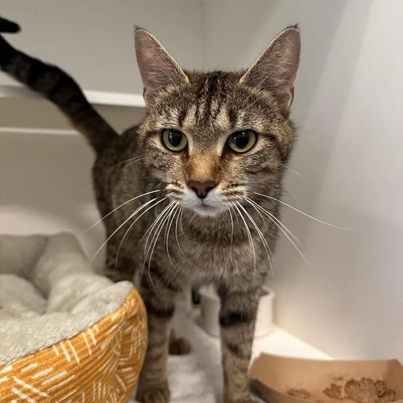 An adult medium-sized female Brown / Chocolate Domestic Short Hair cat named Mrs. Banks for adoption in Greensboro, NC