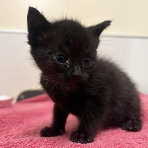 A baby small-sized female Black Domestic Short Hair cat named Chess for adoption in Novelty, OH