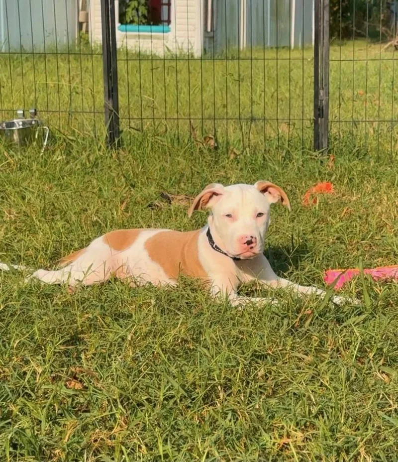 A baby medium-sized male Pit Bull Terrier dog named Bryce for adoption in TULSA, OK