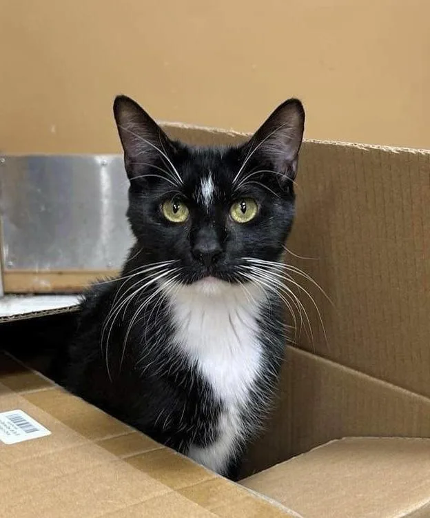 A young small-sized male Black & White / Tuxedo Domestic Short Hair cat named Sylvester for adoption in Chicago, IL