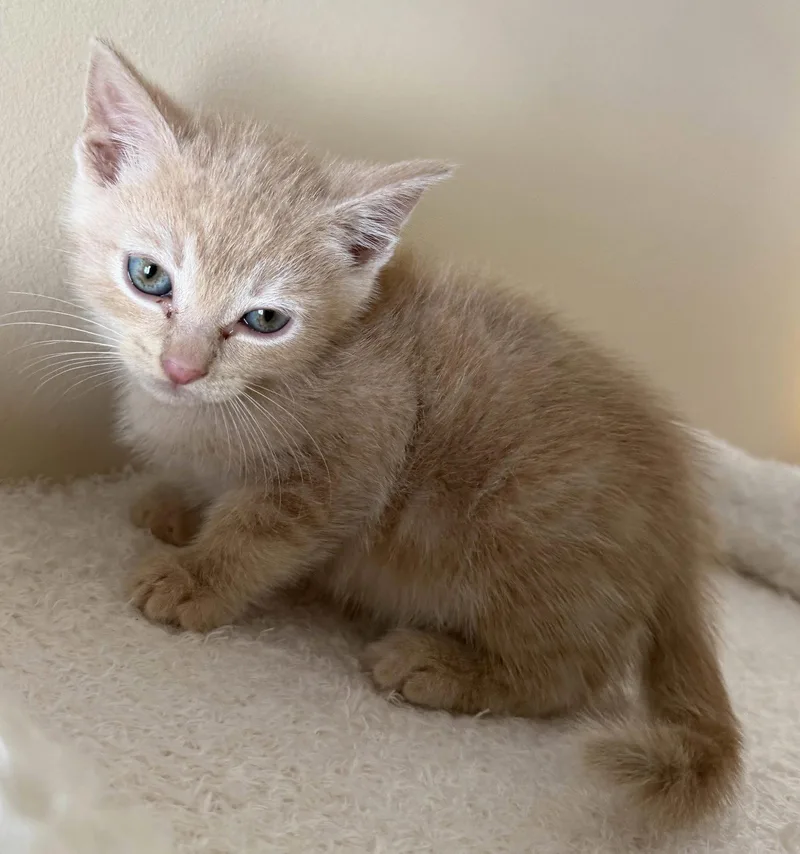 A baby medium-sized male Domestic Short Hair cat named Daytona for adoption in Buford, GA