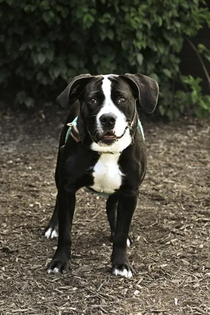 A young large-sized male Pit Bull Terrier dog named Donegal for adoption in Fishers, IN