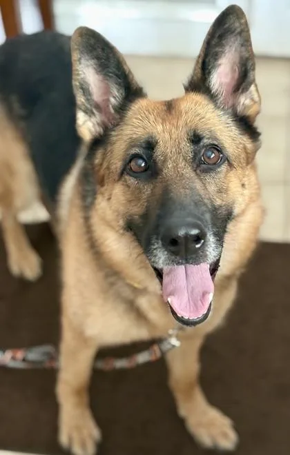 An adult medium-sized female German Shepherd Dog dog named Britain for adoption in Malvern, PA
