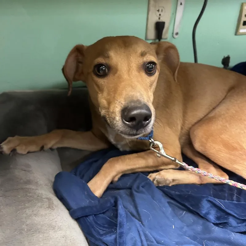 An adult small-sized male Terrier dog named Flynn for adoption in Austin, TX