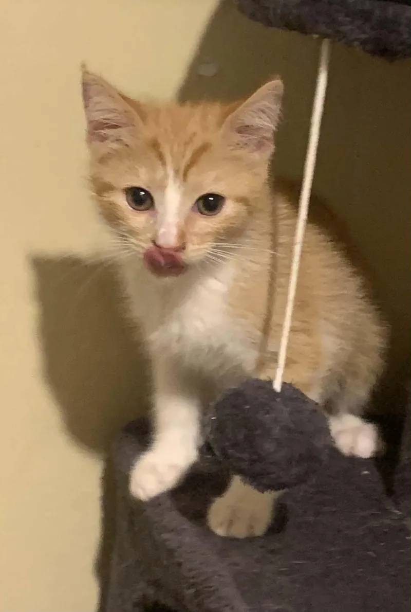 A baby medium-sized female Orange & White Domestic Short Hair cat named Tansy for adoption in Battle Creek, MI