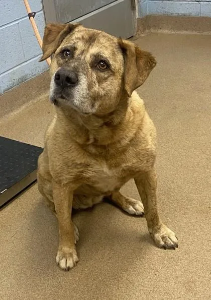 A senior medium-sized female Mixed Breed dog named Rayna for adoption in Chamblee, GA