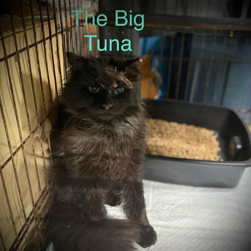 The Big Tuna