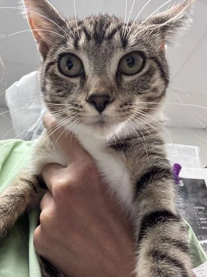 An adult small-sized female Domestic Short Hair cat named Mittens for adoption in Shawano, WI