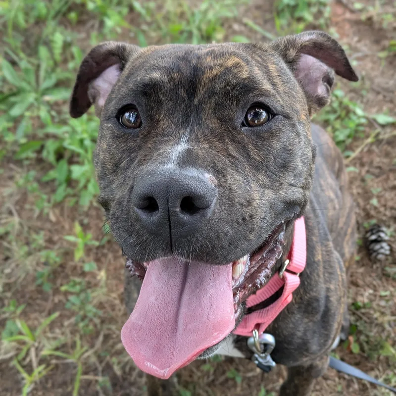 Sadie