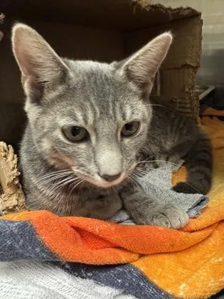 A baby small-sized male Domestic Medium Hair cat named Shea for adoption in Honolulu, HI